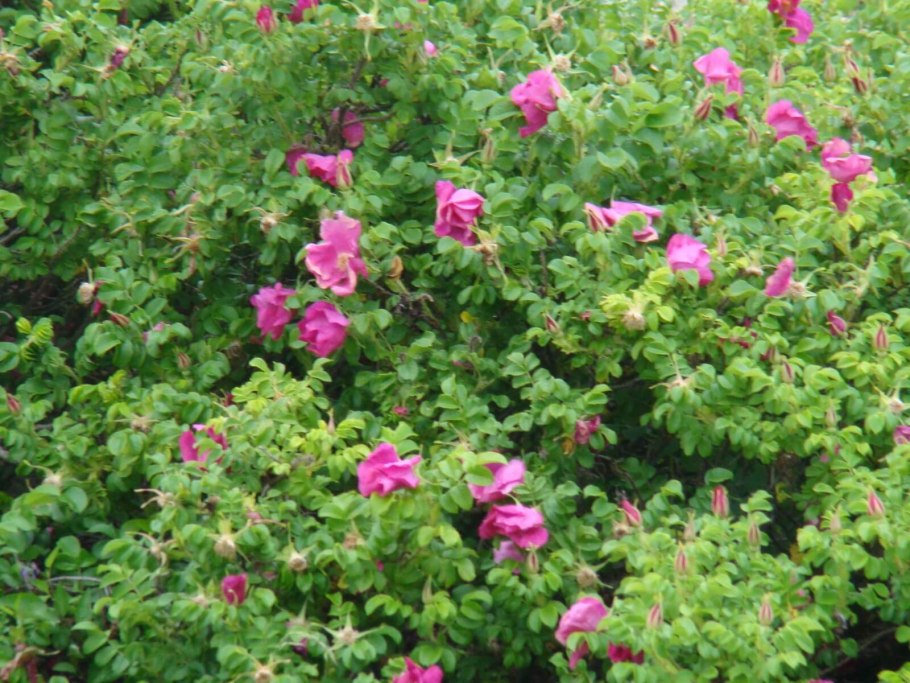 Сорт шиповника “витаминный ВНИВИ