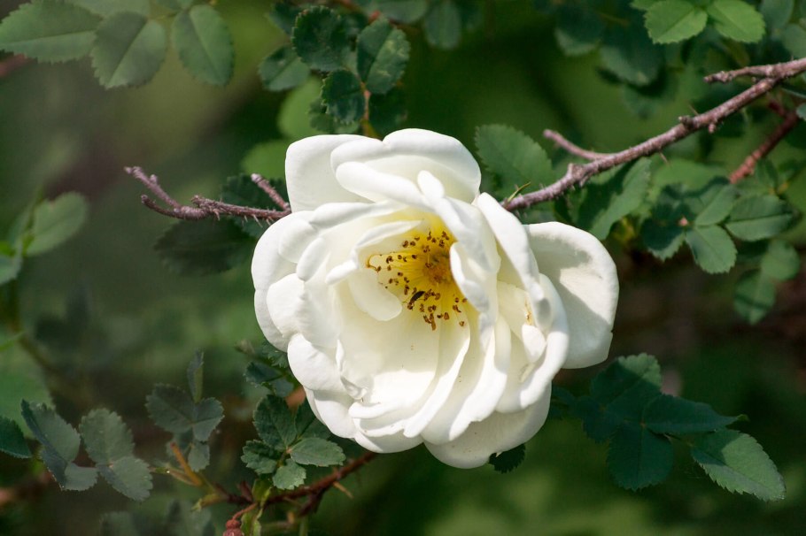 Шиповник куст