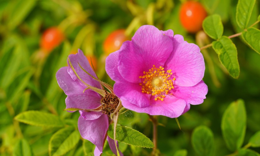 Шиповник бесшипный ВНИВИ