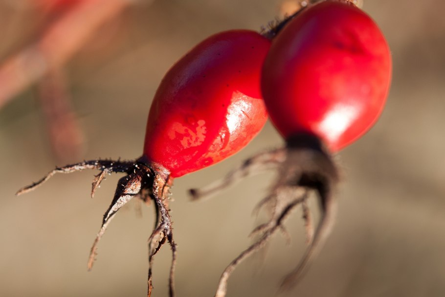 Шиповник витаминный ВНИВИ