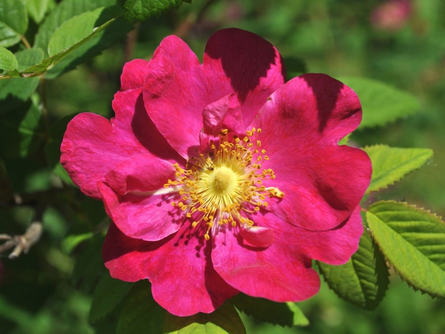 Вега шиповник