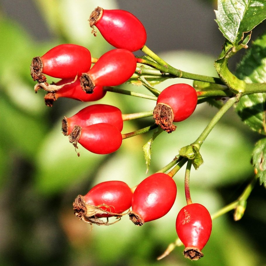 Саженцы шиповника шиповника Luxor