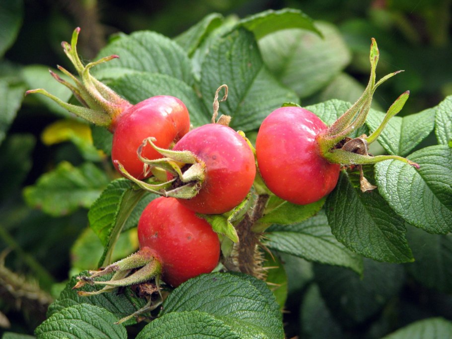 Шиповник плодовый Юбилейный