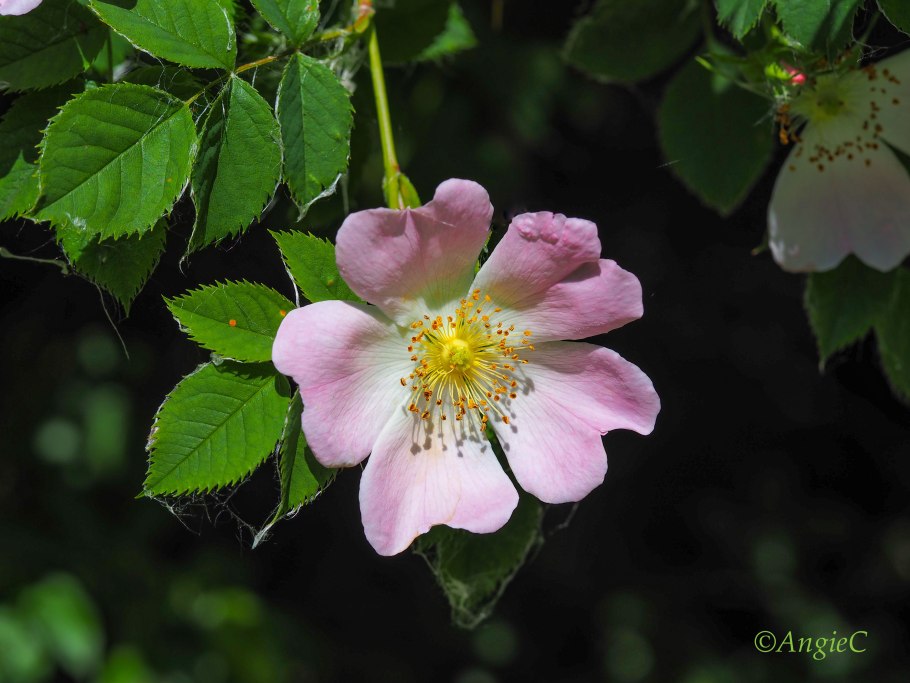 Шиповник Rosa Canina