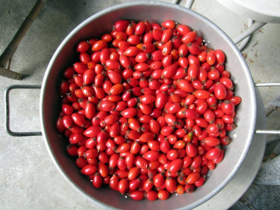 Шиповник крупноплодный