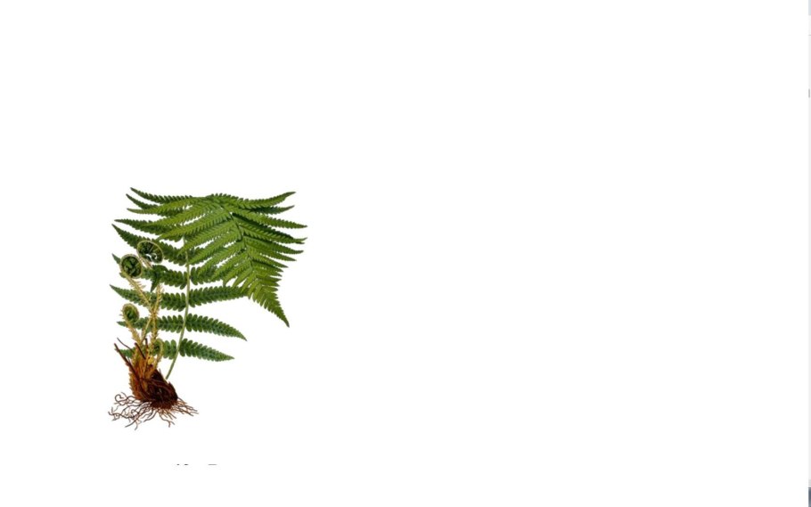 Гигрофит папоротник