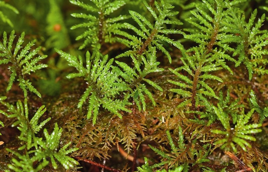 Фернс папоротник