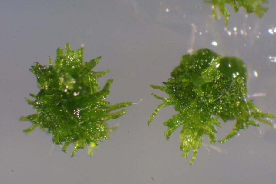 Physcomitrella patens мох