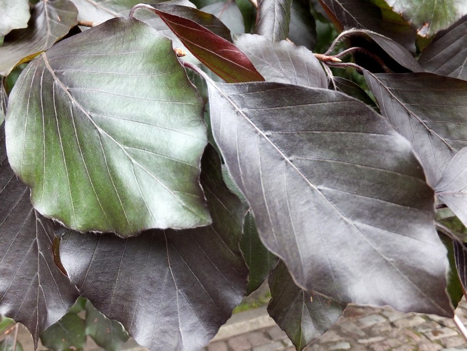 Дуб скальный (Quercus petraea Matt. Leabl.)
