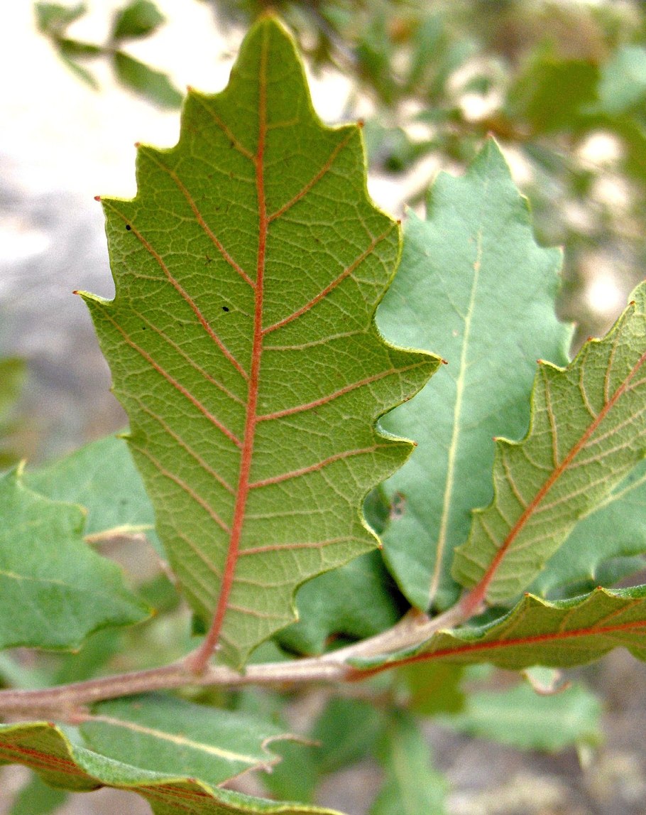 Бук Лесной purpurea