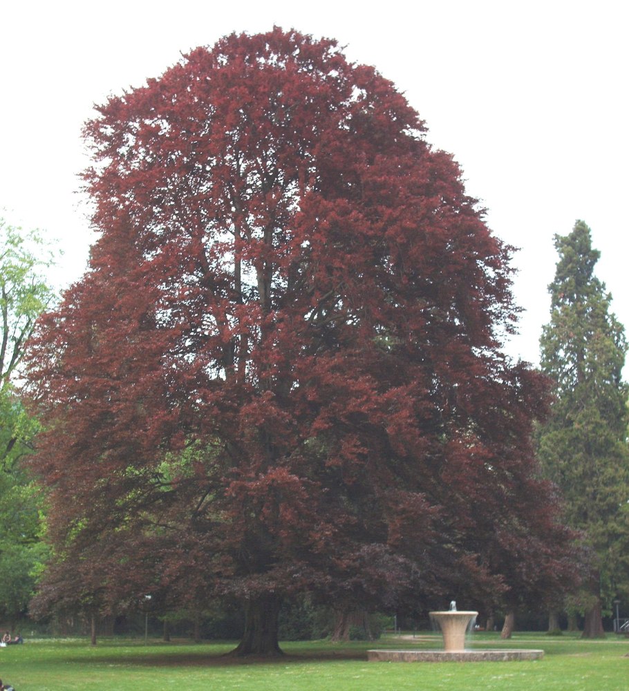 Дуб клёнолистный (Quercus acerifolia)