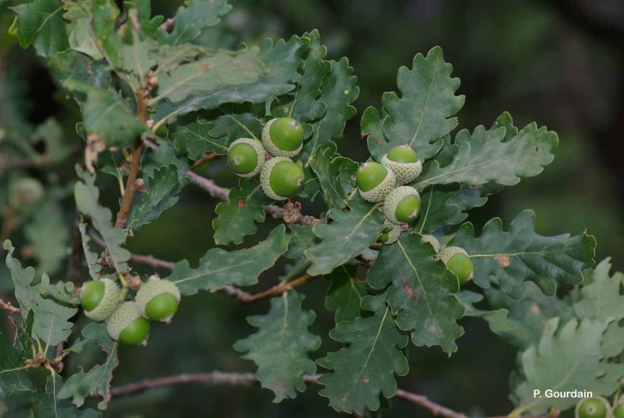 Дуб скальный (Quercus petraea)