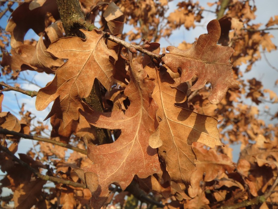 Quercus petraea