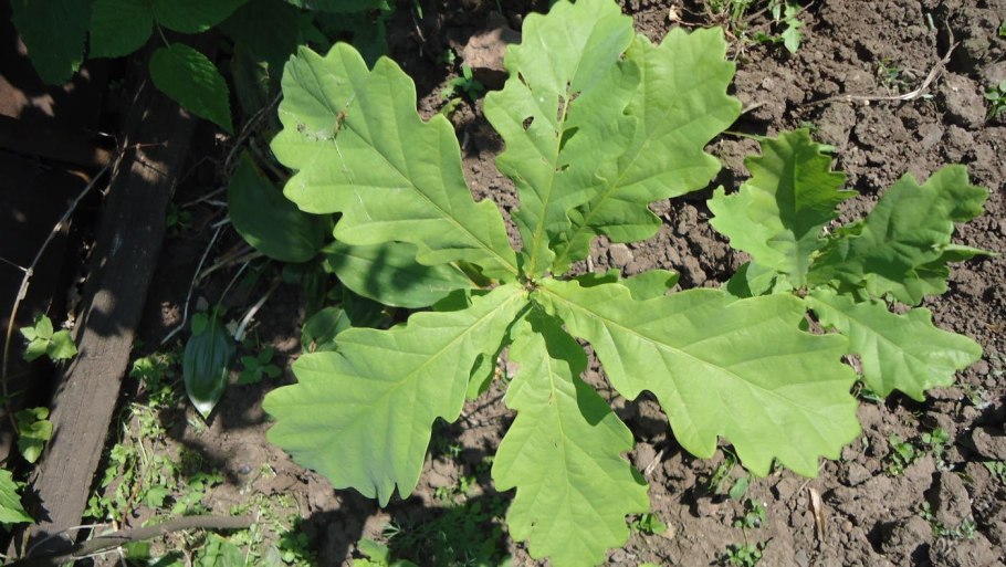 Дуб пушистый Quercus pubescens