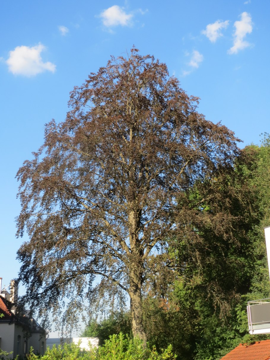 Дуб пушистый (Quercus pubescens Willd