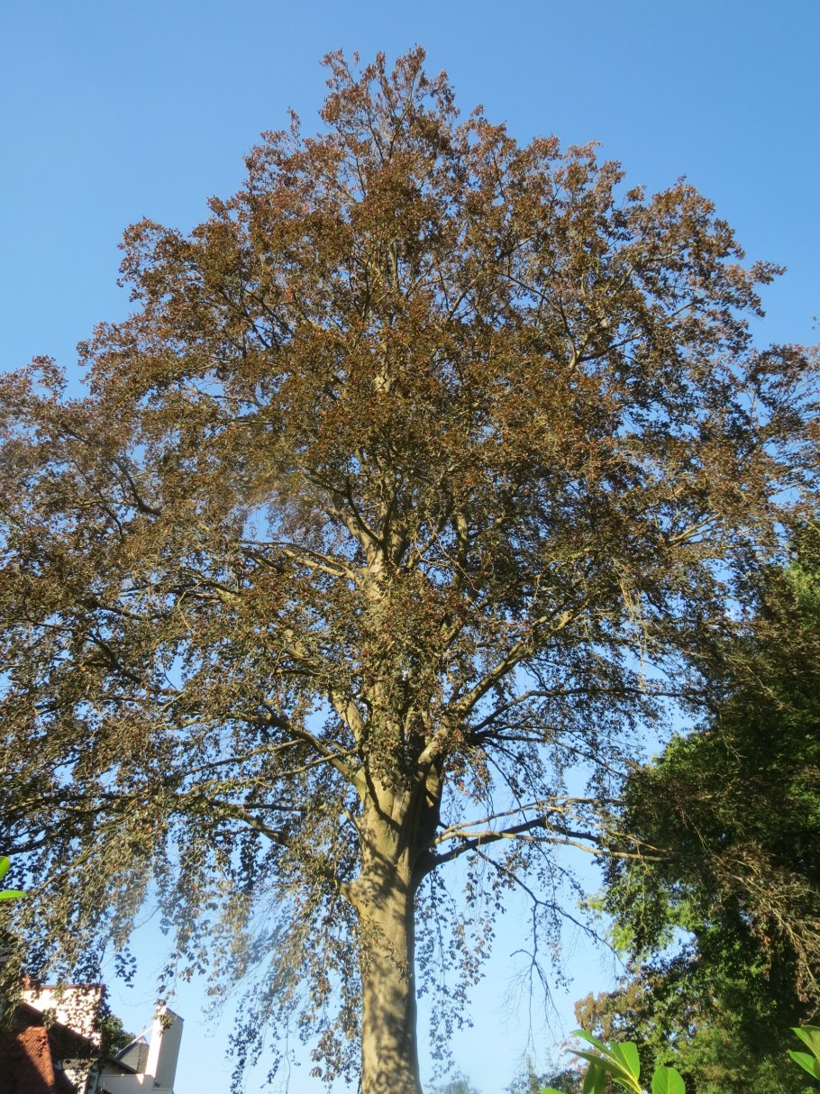 Дуб черешчатый (Quercus Robur) саженец