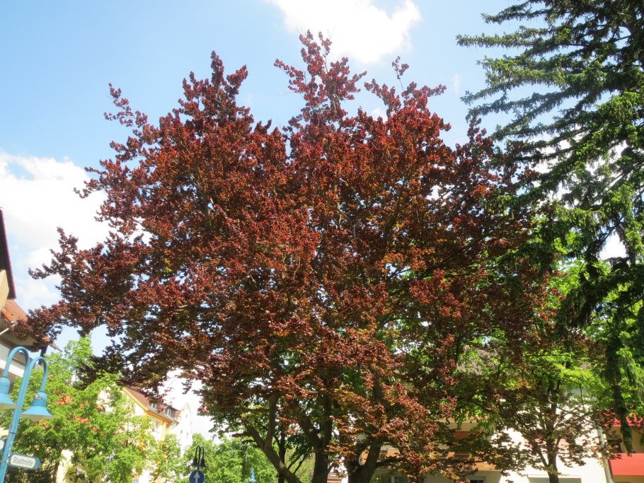 Дуб скальный - Quercus petraea Liebl.