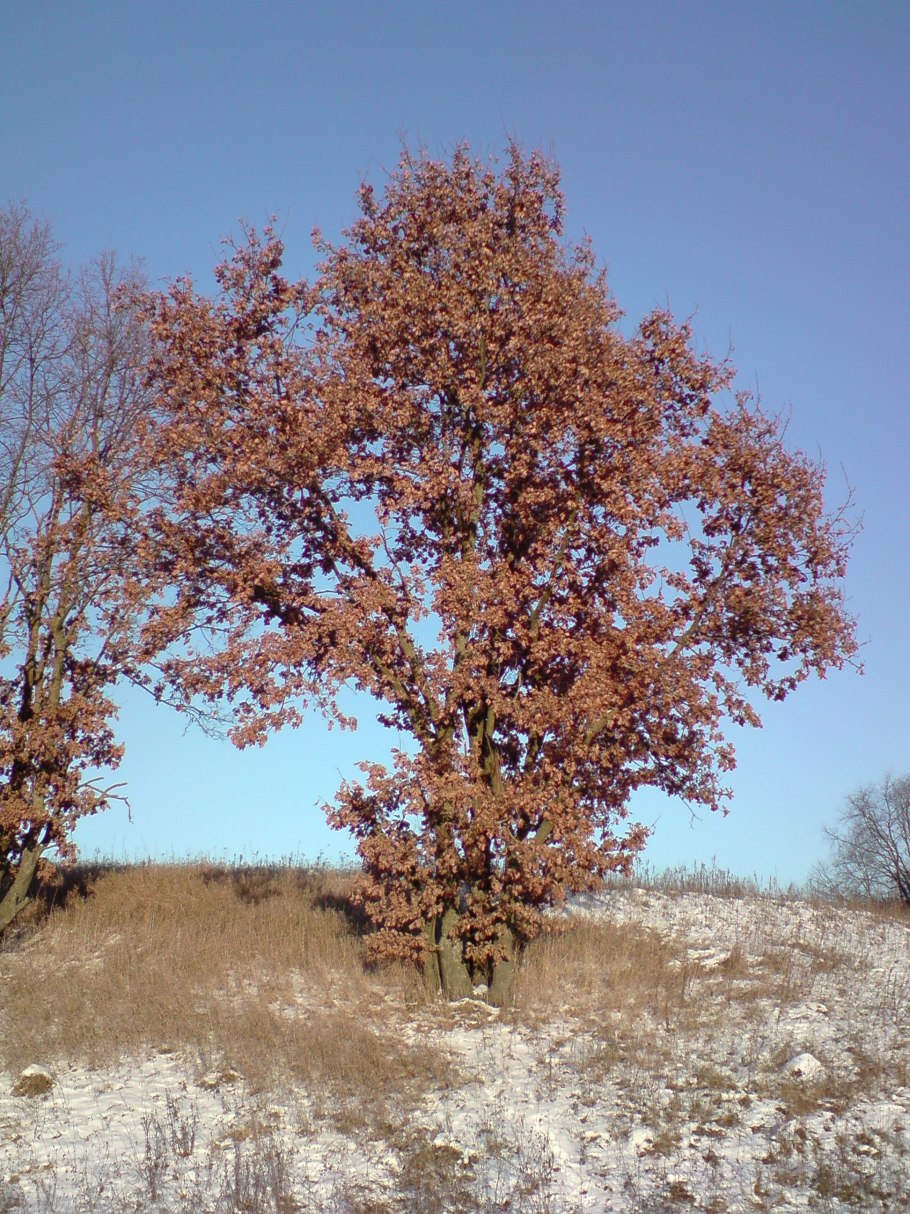 Quercus Iberica
