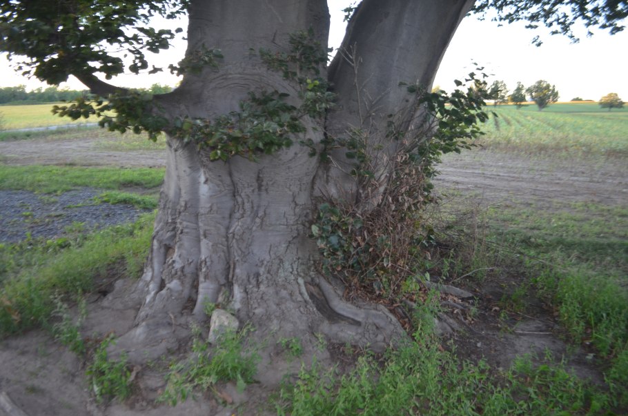 Fagus sylvatica ansorgei