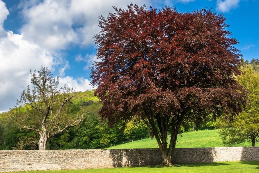 Бук Fagus sylvatica Atropunicea