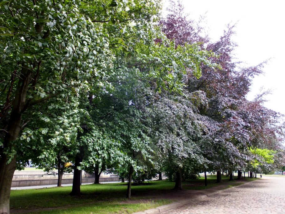 Дуб пильчатый (Quercus serrata)
