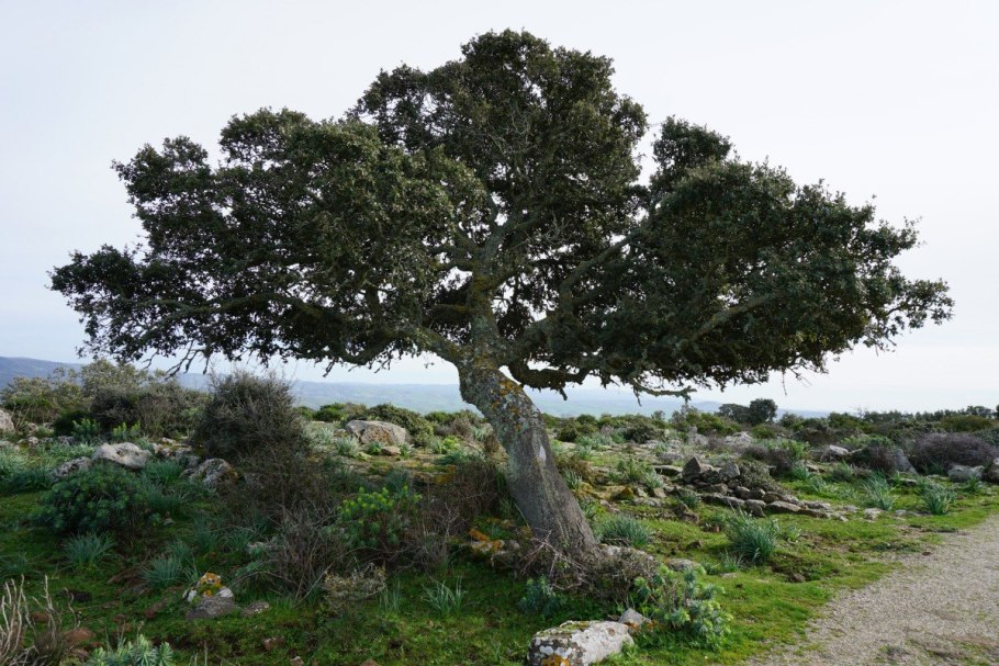 Quercus bimundorum Crimson Spire