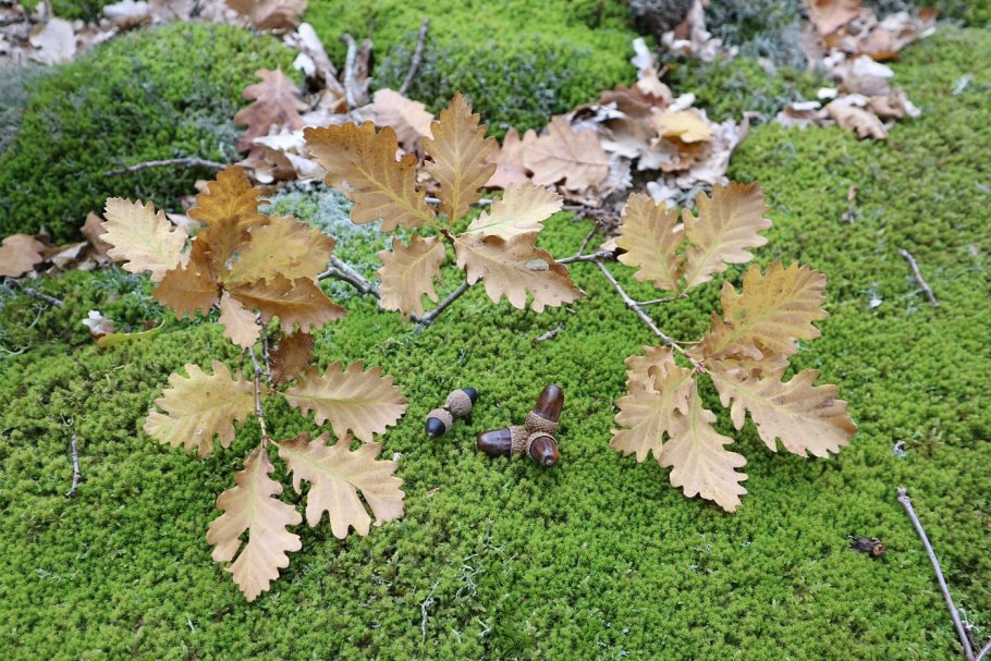 Fagus sylvatica arcuata