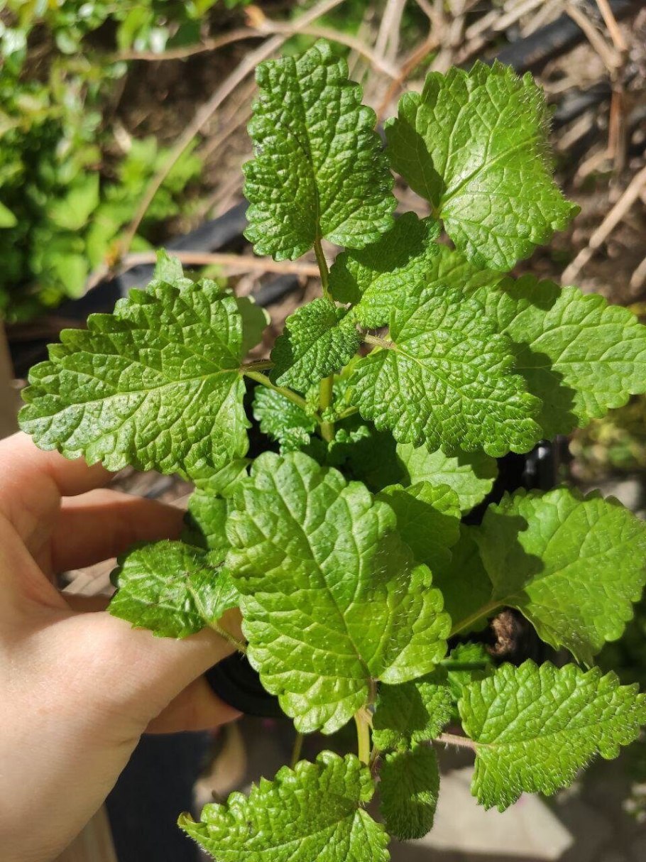 Мелисса Крымская