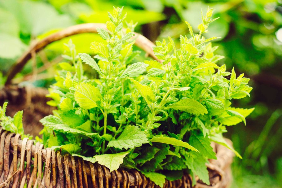 Мята перечная