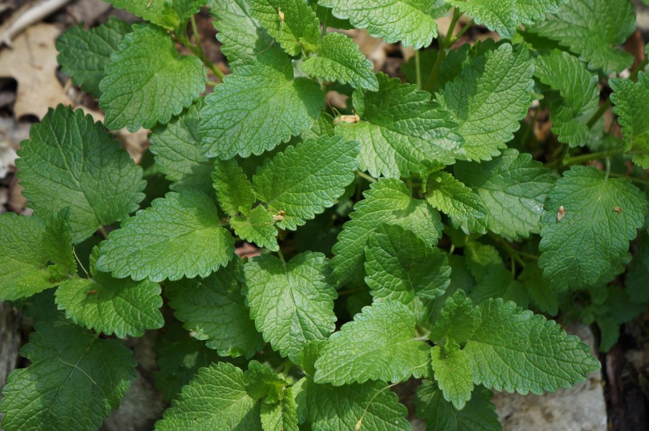 Мелисса лекарственная с поврежденными листьями