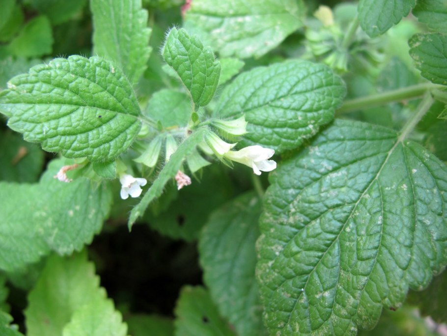 Мята и Мелисса на огороде