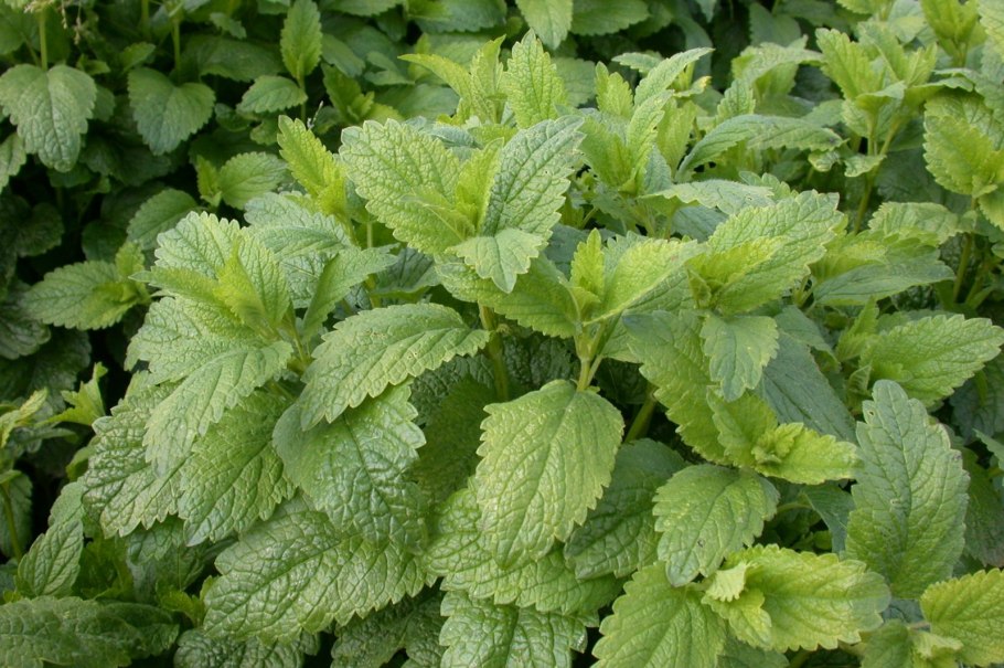 Мелисса растение