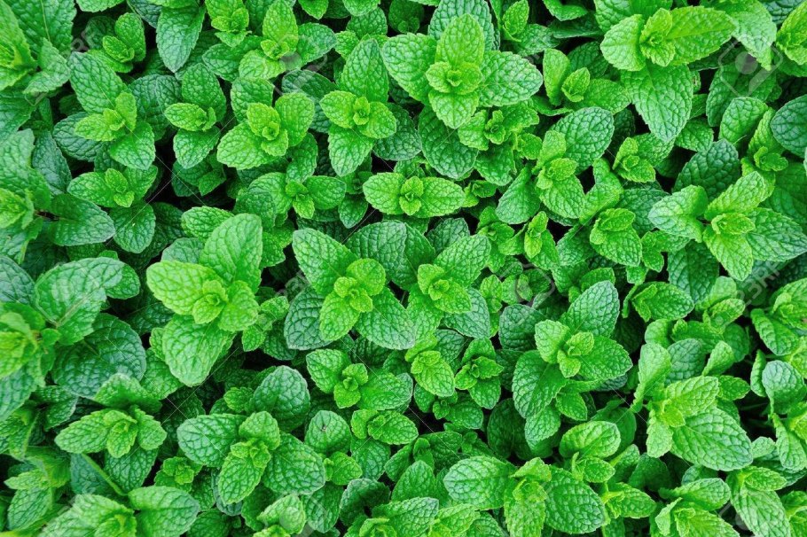 Мелисса лимонная