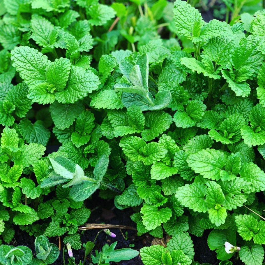 Мелисса лимонная цитронелла