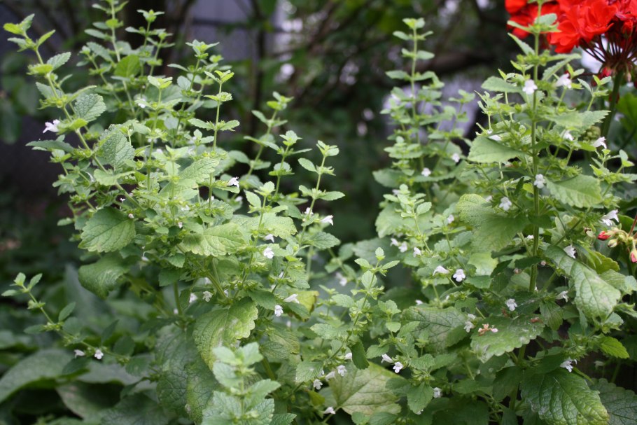 Мята Садовая 0,05 г (евро-семена)