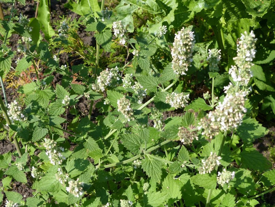 Мелисса лимонная рассада