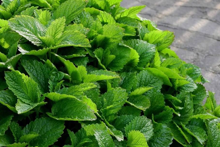 Мелисса лимонная