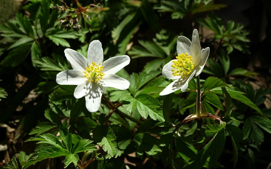 Ветреница Лесная (Anemone Sylvestris)