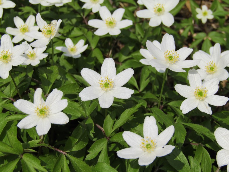 Ветреница Сибирская