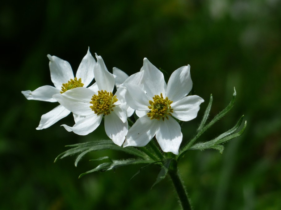 Ветреница (анемона) Лесная (Anemone Sylvestris)
