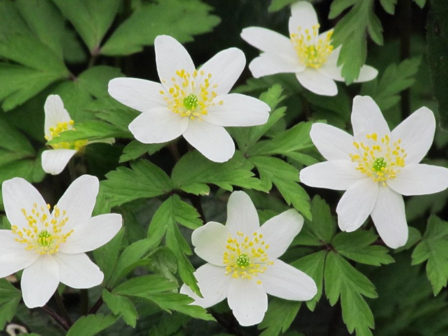 Ветреница Лесная (Anemone Sylvestris)
