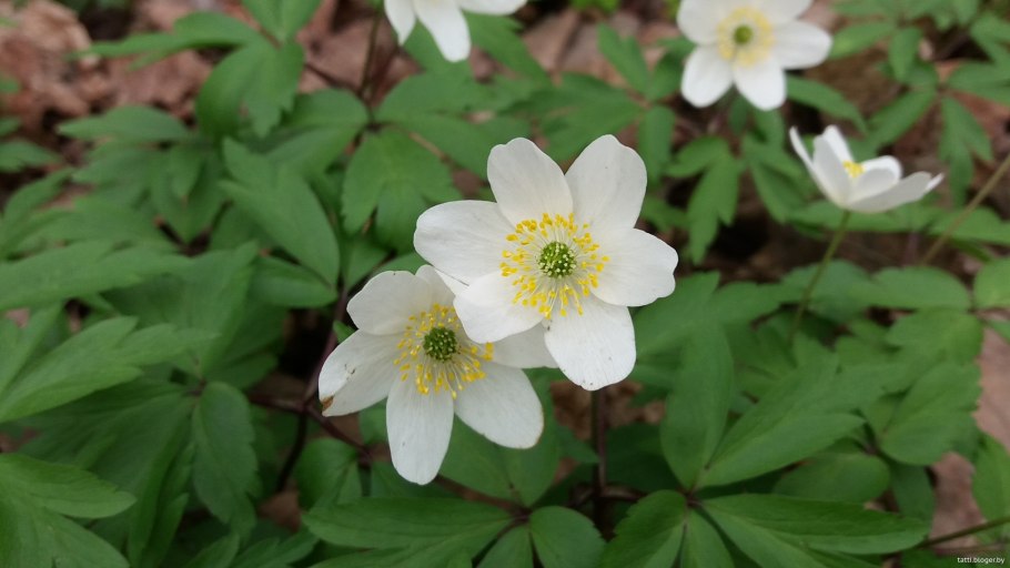 Ветреница Дубравная анемоны