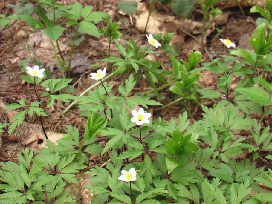 Анемона / ветреница Левейе