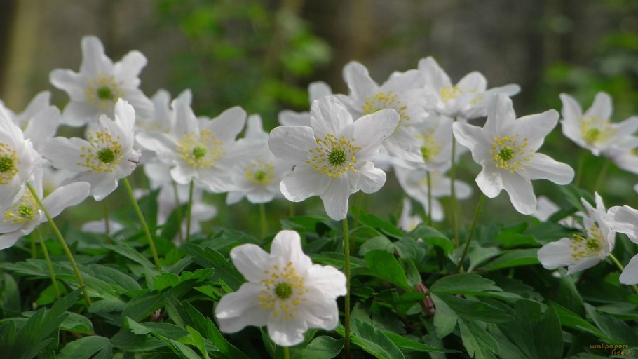 Ветреница Дубравная анемона