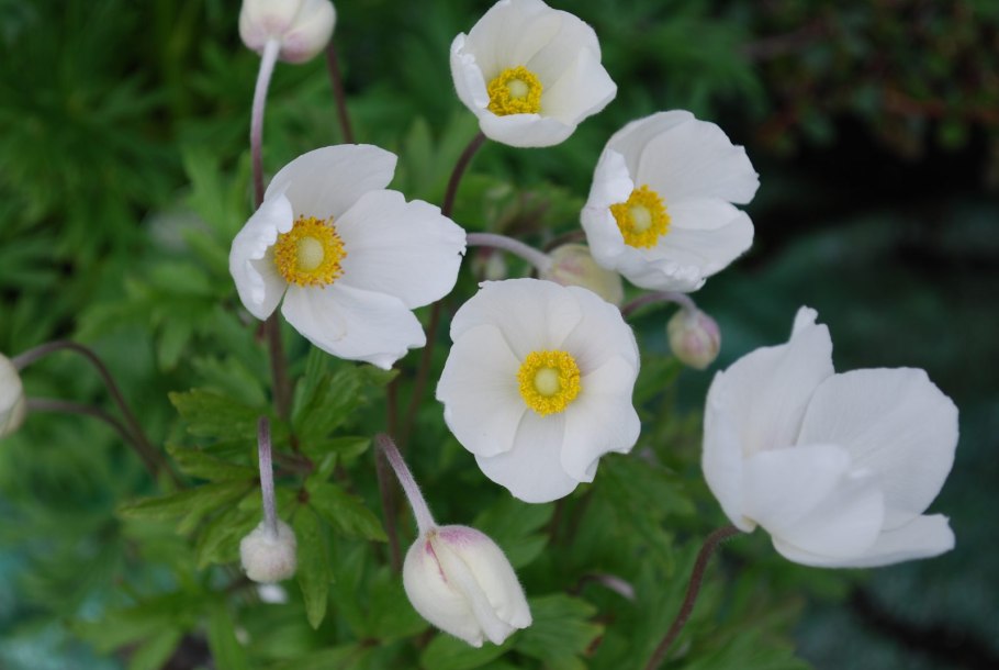 Анемона лесная anemone sylvestris