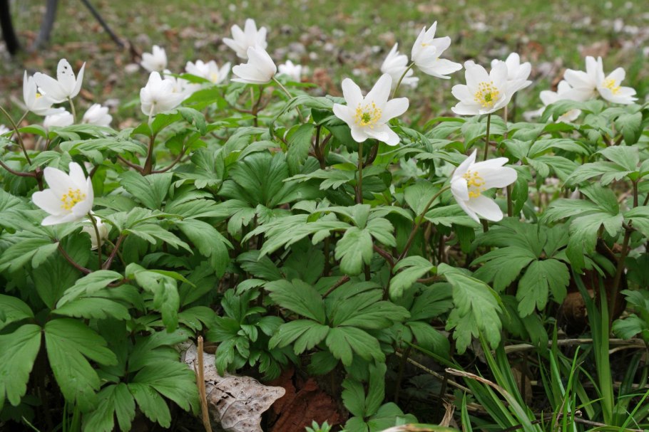 Подснежники ветреница