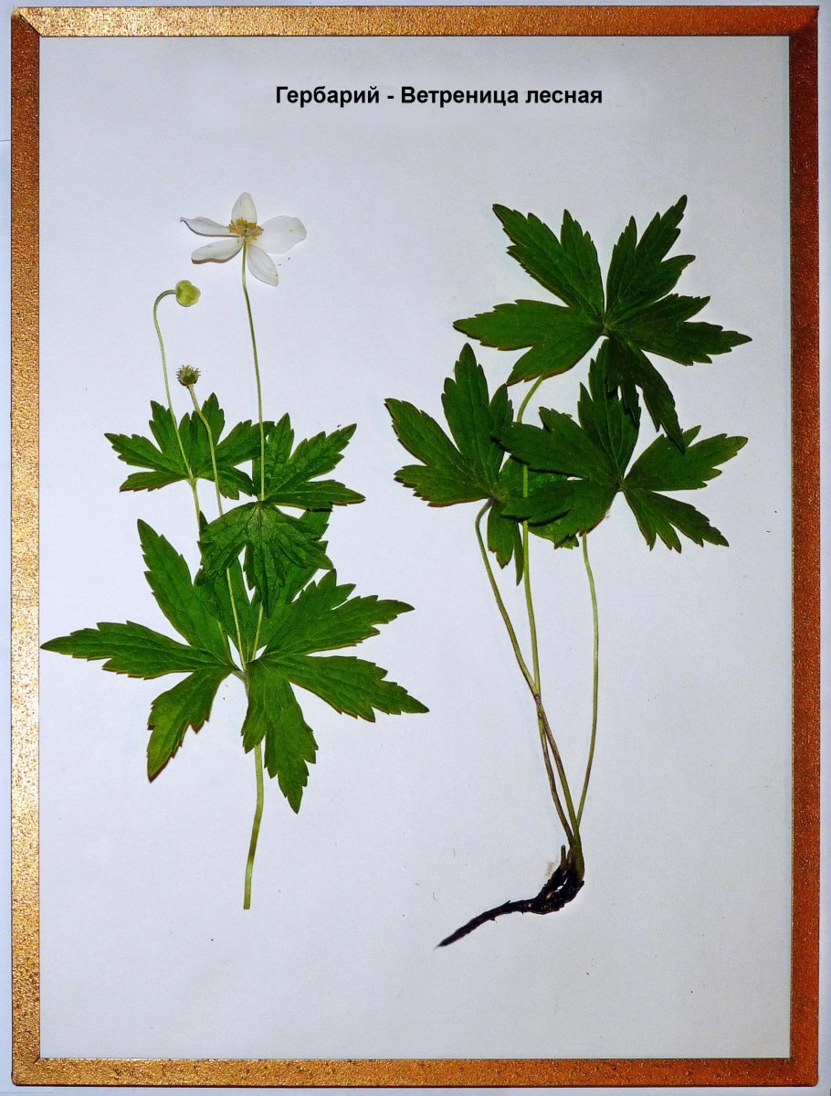 Anemone nemorosa