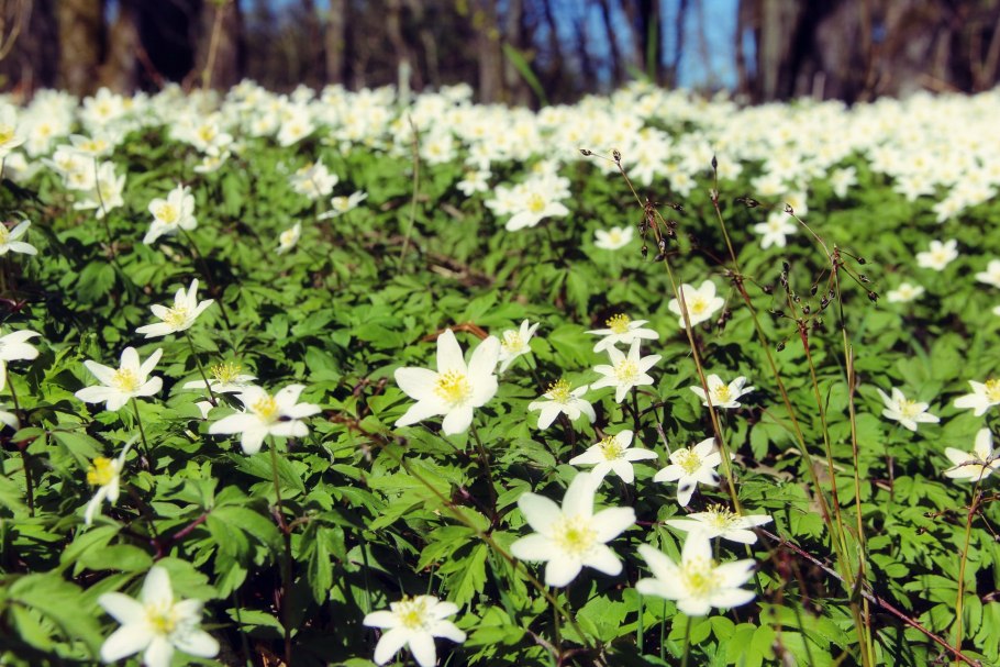 Ветреница Лесная (Anemone Sylvestris)