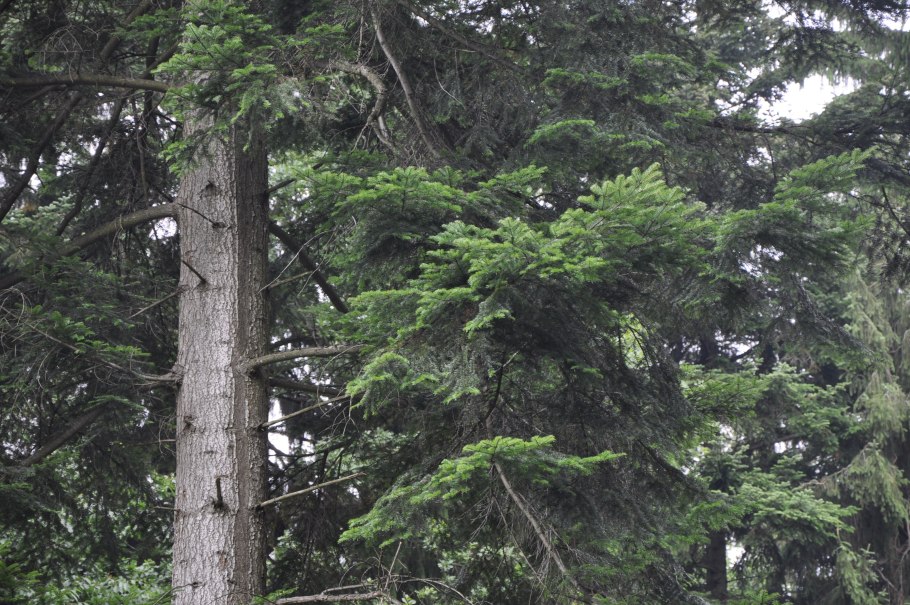 Свойства коры пихты. Пихта Abies Alba. Пихта белая Abies Alba. Пихта белокорая Abies Nephrolepis. Пихта почкочешуйная (белокорая).