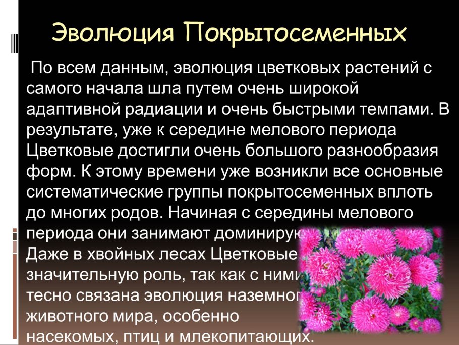 Покрытосеменные цветковые растения